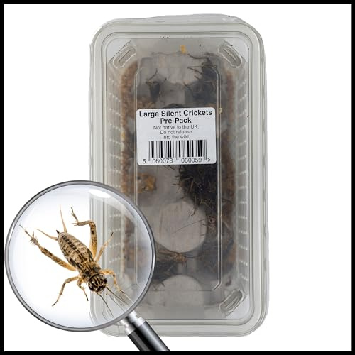 Livefoods4u Silent Brown Crickets 15-20mm Tub of 50 | Live Reptile Food