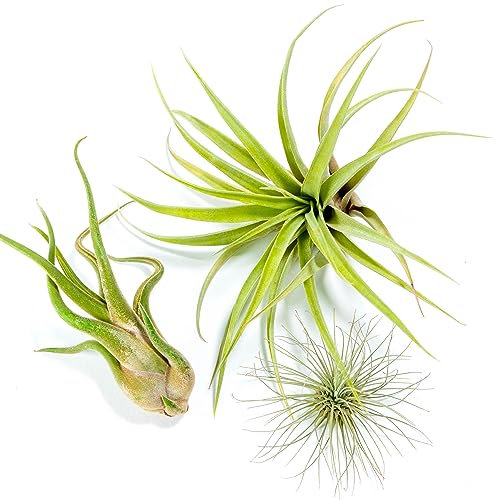 PLANDAIRE - PACK Luftpflanzen - Tillandsia Fuchsii Gracilis, T. Caput-medusae, T. Capitata Peach - Natürliche Blütenpflanzen - Außen und Innen (3 Stück)