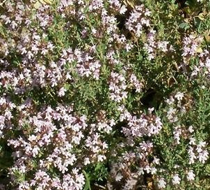 Thyme French 1,000 Seeds