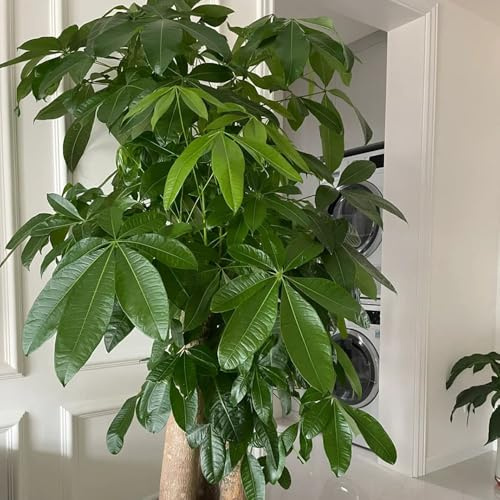 4 piezas Semillas de Castaño de la Suerte - regalos sostenibles para mujeres Pachira Acuática - macetas para plantas de balcón de invernadero Macetas para árboles bonsái, plantas para