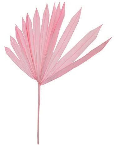 Alipis Foglia Di Palma Foglie Di Palma Essiccate Arredamento Elegante Ventaglio Di Palma Fascia Elastica Pettine Circolare Di Pampa Essiccata Naturale Vasi Sfusi Rosa Fiori Secchi