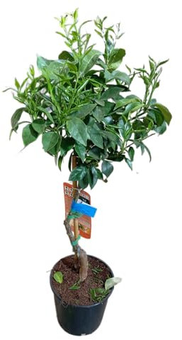 Naranjo Frutal en Maceta Planta Natural de 1m Productora de Naranjas Jugosas y Aromáticas