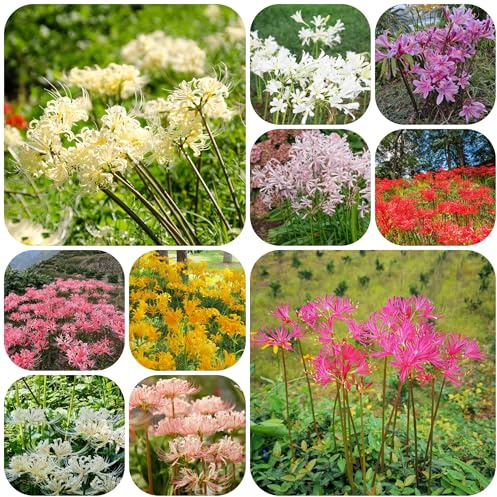giglio ragno - selvatici balcone lycoris radiata tappezzante resistente per zone soleggiate in vaso 5bulbi