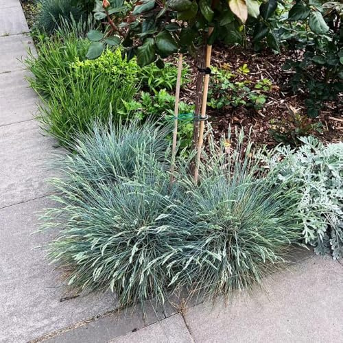 200 pezzi semi di festuca blu - da balcone resistente perenne, ornamentale, perenne resistente, letto sollevato per balcone giardino ufficio