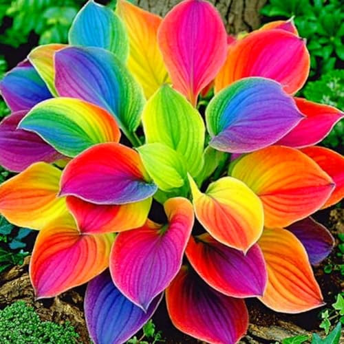 Raro Hosta Bulbi, piante perenni, Hosta Bulbi grande, Ambiente paesaggistico, Hosta in vaso, profumate, pianta Hosta(Non artificiali)-4 bulbi-J