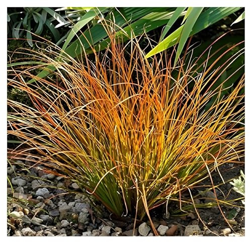 Stauden Gänge 10 x Carex testacea 'Prairie Fire' Grüne aufrechte Segge | Grünes Ziergras für Sonne bis Halbschatten, Blüte Juli bis August, mehrjährig, 1 L Topf (11x11 cm)