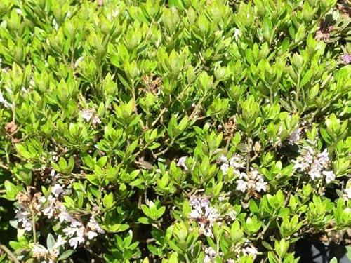 Wild Rhododendron/Alpenrose - Rhododendron myrtifolium