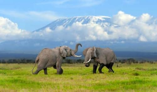 Acryl-Bild 70 x 40 cm: Großer erwachsener Elefant mit einem schneebedeckten Kilimandscharo im Hintergrund. Amboseli-Nationalpark, Kenia, Afrika. Tier (141792810)