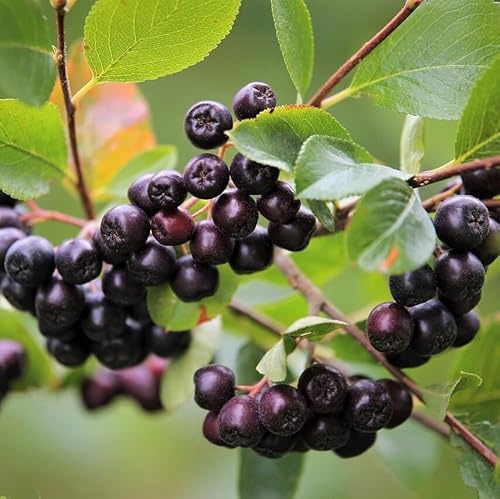 Apfelbeere Hugin Aronia melanocarpa kompakte Sorte für Kübelpflanzung 30-40 cm mit 3 Liter Topfballen