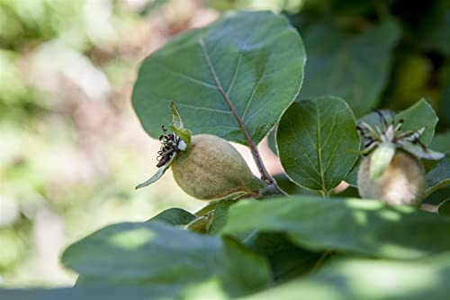 Apfelquitte Cydonia oblonga Konstantinopeler 150-200 cm winterhart | aromatische Ernte im Oktober, robust und pflegeleicht, sonniger Standort, ideal fuer Obstgaerten und Selbstversorger