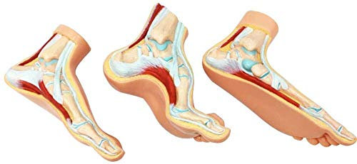 Pied Humain Modèle Anatomique, Modèle Podologie Est Un Ensemble De Trois Pieds Plaque De Base des Pieds De l'homme Conditions Structure Normale De Marche du Pied Et De Haute Arc Humain