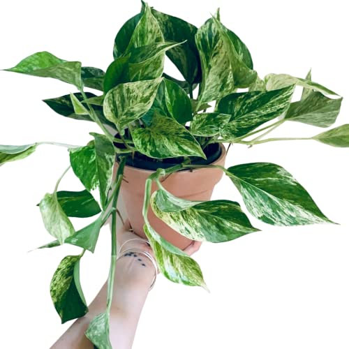 Devils Ivy - Pothos Marble Queen Epipremnum aureum Live Plant in 12cm Pot