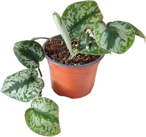 Scindapsus pictus Exotica 'Trebie' Satin Pothos House Plants Indoor Plant houseplant