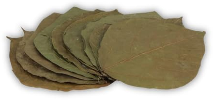 ProFlora® Dadap Blätter Aquarium - Organische Dadap-Leaves als natürliche Wasseraufbereiter und wertvolle Nahrungsergänzung (L, 10 Stück)