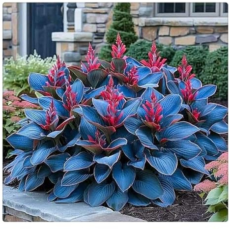 Hosta Bulbi- Resistenti al freddo e alla siccità,Bulbi di Hosta-8 Bulbi-H
