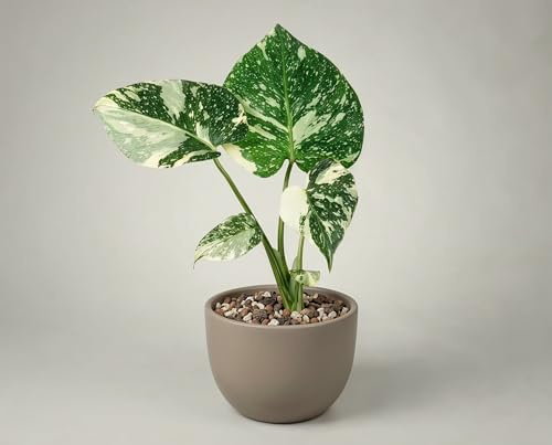 Monstera Thai Constellation - 6 cm Topf - Variegata Zimmerpflanze mit Sternenmuster - Cremigweiße Variegation aus Gewebekultur - Ca. 15 cm - Sammlerpflanze - Lieferung ohne Übertopf