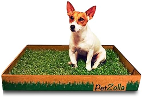 Kit S cane PetZolla - Lettiera per cani in Vera Erba con Vassoio Riutilizzabile 60x40 cm, Traversine cane 100% naturali e atossiche, lettiera cani in vero prato dura fino a 4 Settimane