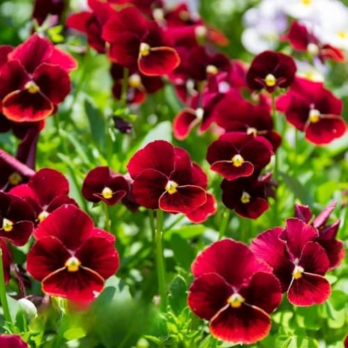 Horned Pansy 'Arkwright Ruby' - 200 Seeds + freebie + Plant tag (Viola cornuta)