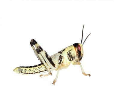 Feeders & More - Heuschrecken - Wüstenheuschrecken MITTEL - 50 Stück - Lebendfutter Insekten Wuestenheuschrecken - Futter für Reptilien, Bartagamen und Amphibien - Futterinsekten & Haustierfutter