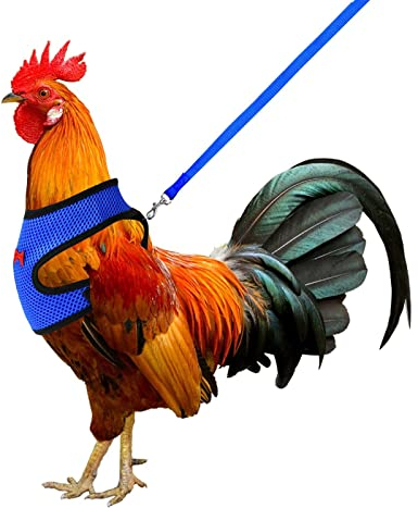 Molain Harnais de poulet réglable avec laisse, gilet confortable pour poule harnais d'entraînement respirant pour poulet harnais en maille pour oie de canard de 1 à 5 kg (bleu)