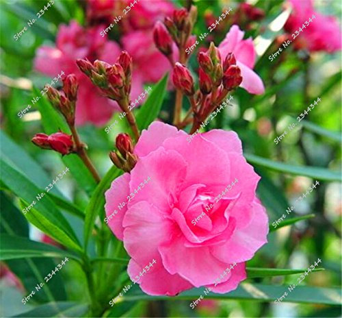 130pcs/bag semi-Oleander Rare Multicolour Blooming L Bonsai in vase Flower Ornamental Tree of The Plan A Garden Decor : Seeds Only