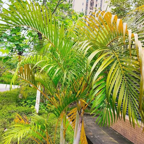 Goldfruchtpalme, immergrüne winterhart Dypsis lutescens, pflanzensamen indoor zimmerpflanzen topfpflanze grünpflanzen 250Samen