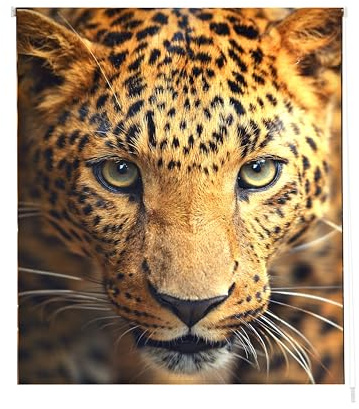 Estoralis Animales| Estor Enrollable Diseño Moderno|Sin Taladrar Translúcido Estampado | Modelo A-122 | 70 x 150 cm (Ancho/Alto) Tamaño Tela 67 x 150 cm | Estores para Ventanas y Puertas