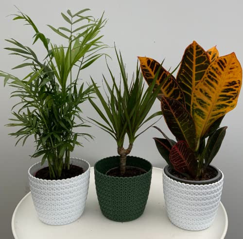 Evergreen Indoor Best House Plants Collection, Supplied in 10-12cm pots, Clean Air Purifying, Real Plants