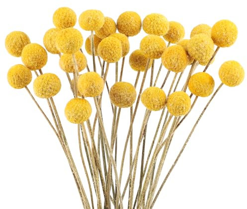 32 palline di fiori secchi dorati, bouquet di fiori secchi di Craspedia Globosa, decorazioni per fai da te, ghirlande, decorazioni per la casa, decorazione per torte, matrimoni, feste, centrotavola