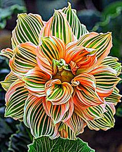 Dahlia Bulbs for Planting,Dahlia Tubers UK,Flowering Rhizome,Dahlia Bulbs Mix,Excellent Display Indoor Perennial Balcony Garden Bulbs-2bulbs-H