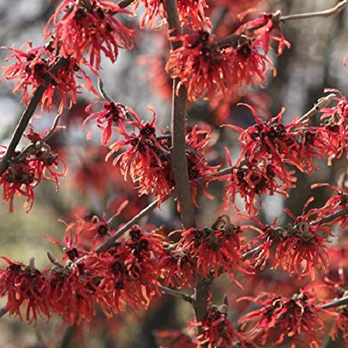 Hamamelis Intermedia 'Diane'- Noisetier de sorcière rouge 40-60 cm en conteneur