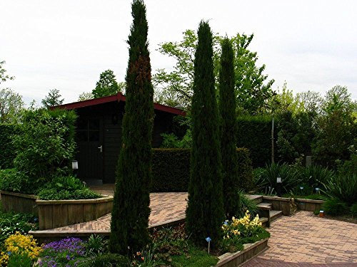 Italienische Zypresse Stretto Colonnare, Compressus sempervirens strita semi di Albero, 30 Stück