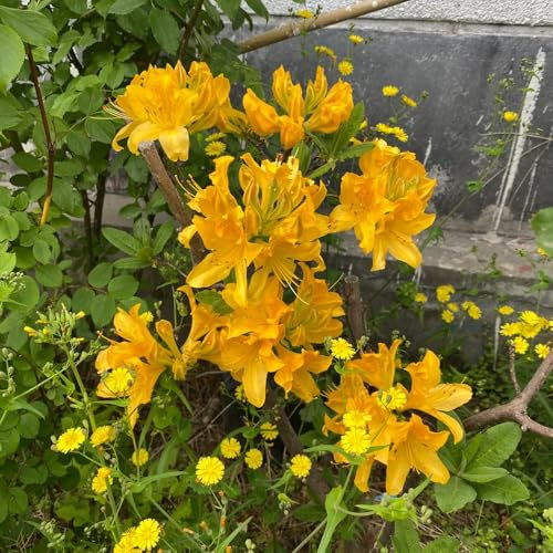 Semi di azalea, semi esotici Rododendro, semi di selvatici rare vecchie varietà arbusti fioriti resistenti da giardino roccioso resistenti 450pcs
