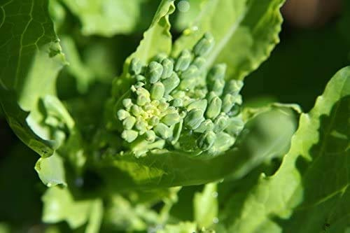 Broccoli RAAB - Spring RAPINI – 100 Seeds