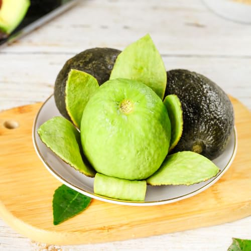 semi di avocado, vasi per piante facili da piantare piante per luoghi soleggiati resistente standard, giardino fiorito frutto colonnare resistente, semi di albero frutti colonnari, 3pcs