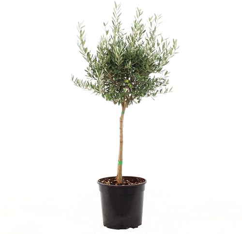 KENTIS - Olea Europaea Cipressino - Pianta di Olivo - Piante da Esterno Vere da Frutto - Ulivo da Giardino - H 100-120 cm Vaso Ø 30 cm 1/4 di Fusto