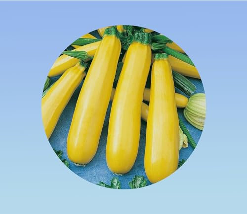 60 graines de courgette jaune atena polka