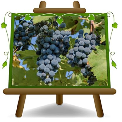 Uva de mesa Fresa negra Planta autofértil Fruta antigua Altura: 150~170 cm Edad: 2 años Jarrón: Diámetro 20 cm