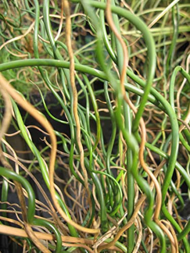 Korkenzieher Binse Spiralis - Juncus effusus Spiralis 30-40