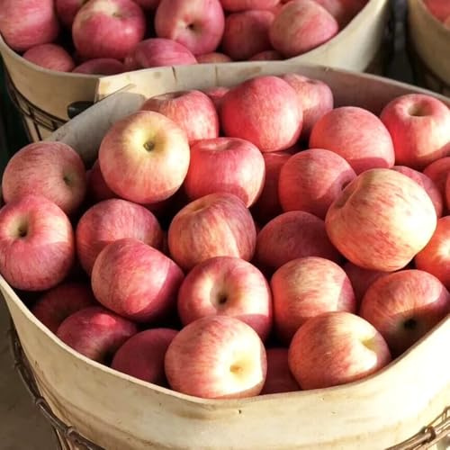 semi di melo-Coltivazione di semi,da frutto colonnari da giardino,per il giardino Semi di,per esterno Vaso 10pcs