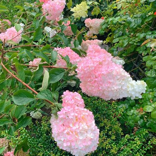 semi di ortensia a pannocchia - semi di selvatici Ortensia paniculata - per esterno resistenti all'inverno biologici da giardino vecchie varietà 200pcs
