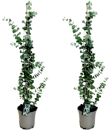 Plant in a Box - Eukalyptus - 2er Set - Eucalyptus 'Silver Dollar' - Höhe 90-110cm - Topf 19cm - Winterharte Pflanze - Ziergehölz mit silbrig-blauen Blättern