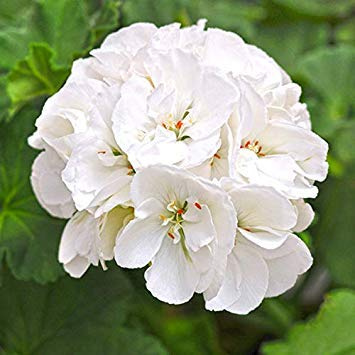 Graines De Germination Pcs Graines De Pélargonium Zonal Blanc Graines De Géranium Semi-Double Terry Blanc