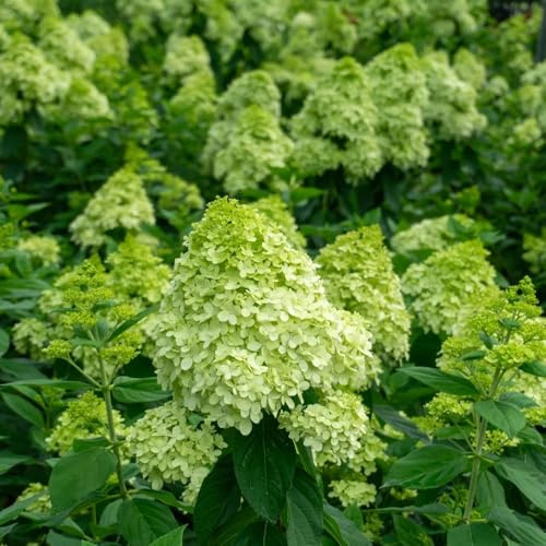 semillas de hortensia de panícula, sombra de hortensia resistentes decorativas resistentes para balcón de jardín, 300pcs