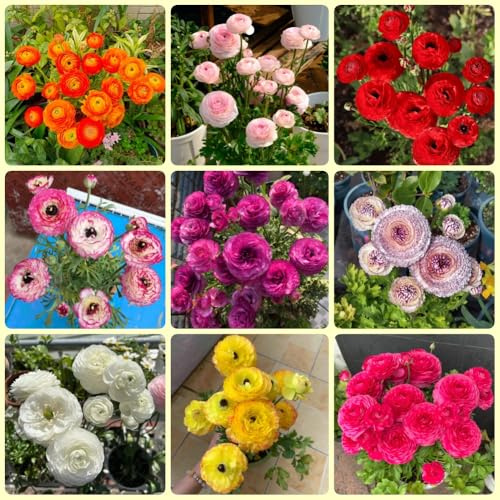 Bulbos ranunculus - de otoño resistentes Bulbos Ranunculus Hardy Perenne, raras de balcón en resistentes al exterior resistentes 22pcs