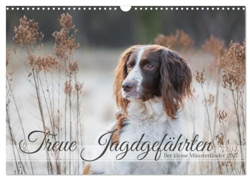 CALVENDO - Treue Jagdgefährten Der kleine Münsterländer (Wandkalender 2027 DIN A3 quer), Monatskalender: Der kleinste Vorstehhund bei der Arbeit in Feld und Flur.