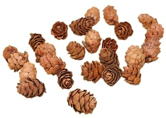 Blausky 12 Stück Tannenzapfen,Natürliche Kiefernzapfen,Weihnachten Tannenzapfen,Lärchenzapfen,Weihnachten Kiefernzapfen,Getrocknete Tannenzapfen Dekoration für Weihnachtsbaum,Songhua,1-2cm