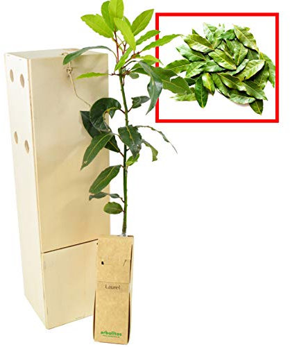 Laurier d’Extérieur | Arbuste Aromatique | Feuillage Persistant Idéal pour Cuisiner | Jeune Pousse Reçue dans une Caisse en Bois Réutilisable | 1 Unité