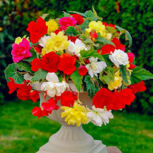 Begonia Multicolore Cascade - 5 Bulbes de Fleurs à Planter Exterieur - Plante Exterieur Jardin - Naturelle Plantes de Hollande (pas de graines, non artificielle)