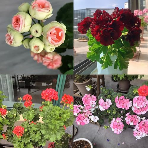 geranien mehrjährig balkonpflanzen winterhart garten winterharte stauden exotische balkonblumen bonsai kräutergarten garten 100samen